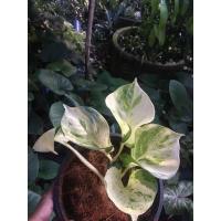 ราคา พลูด่าง พลูทอง พลูราชินีหินอ่อน พลูงาช้าง พลูฉลุ พลูด่างยักษ์ (5237176057)