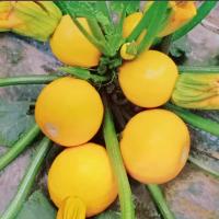 ราคา พันธุ์ซูกินีกลมสีทอง 15เมล็ด ซองใหญ่ (25655926680)