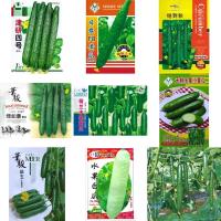 ราคา เมล็ด แตงกวาญี่ปุ่น แตงกวาดัช แตงร้านลายยักษ์ แตงร้านขาว Japanese Cucumber / Dutch Cucumber เมล็ดนำเข้า (21013302105)