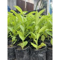 ราคา (ใช้โค้ด “GRAD88” ลด40% สูงสุด80.- ไม่มีขั้นต่ำ)ต้นเบาบับดิจิทาทาชุด10ต้นเเถม2ต้น (11513273414)