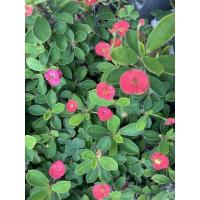 ราคา ต้นโป๊ยเซียนแคระ ต้นโป๊ยเซียน ต้นไม้มงคล พร้อมกระถาง 3 นิ้ว (20713011839)