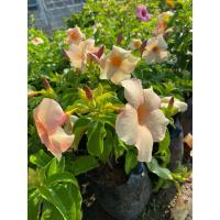 ราคา ต้นบานบุรีสีโอรส ออกดอกตลอดปี (19220311414)