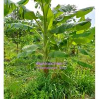 ราคา หน่อกล้วยน้ำว้าพันธุ์ปากช่อง 50 จำนวน3 หน่อ (23321928377)