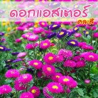 ราคา Local ฟาร์มสุข เมล็ดดอกไม้ ดอกแอสเตอร์ คละสี (Aster flowers) เมล็ดดอกแอสเตอร์ 100เมล็ด (8602181357)