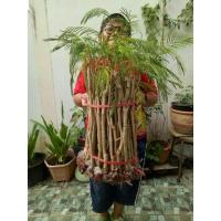 ราคา #ชะอมฉุนชะอมพันธุ์ดั้งเดิม(1มัด50กิ่ง) (6560959993)