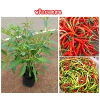 ราคา (2ต้น 99บาท) “ต้นพริกยอดสน” ต้นใหญ่ เผ็ดจัดจ้าน ปลูกง่าย ผลดก โตไว สีสวยแปลกตา เหมาะทั้งปลูกกินและแต่งสวน! (52550902891)