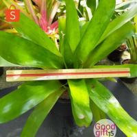 ราคา สับปะรดสี สีเขียวอ่อน (มีของแถม) แก่แล้วมีสีชมพูม่วงตรงกลาง #Bromeliad ขายหน่อสับปะรดสี จัดส่งแบบถอดกระถางค่ะ. (4489139396)