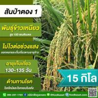 ราคา เมล็ดพันธุ์​ข้าว​ ข้าวเหนียว สันป่าตอง 1 นาปี นาปรัง ไม่ไวแสง ทนโรค ไหม้ ใบแห้ง 15 กก. คูลเกษตร KR22 (24169381132)