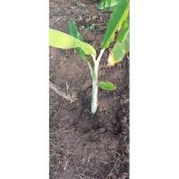 ราคา หน่อกล้วยสำหรับจัดงานมงคล (18404121486)