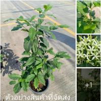 ราคา (ขาย ต้นพันธุ์) ต้น ดอก บุหงารำไป บุหงา รำไป บุหงาลำไป ต้นบุหงารำไป ต้นบุหงาลำไป ภูษณิศา / Fadel / ร้านไม้ไทยดอกหอม (4275163062)