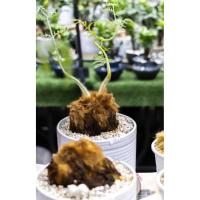 ราคา ต้นไก่ทอง 1หัวพันธ์ุหายากนำไปลงกระถางเอง (40270714931)