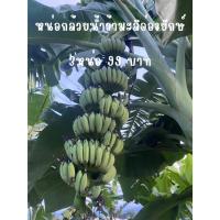 ราคา หน่อกล้วยน้ำว้ามะลิอ่องแท้100% หน่อกล้วย 3 หน่อ 99 บาท มีรากทุกหน่อ ตัดใหม่ทุกออเดอร์ (25585748058)