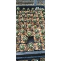 ราคา เฟอโรเล็บเหยี่ยวไม้เมล็ด (13174587532)