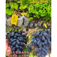 ราคา มี6พันธุ์ ต้นองุ่น องุ่นนิ้วแม่มด องุ่นดำ ไร้เมล็ด เล็บมือนาง Finger Grape vine เชี่ยเฮย scarlotta แดง จีน นากาโน่ ม่วง (25063753033)