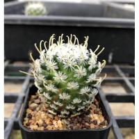 ราคา Mammillaria duwei/แมมดูไว (4963333568)