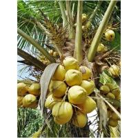 ราคา พันธุ์มะพร้าวน้ำหอมสีทองพันธ์ุแท้100% (23455033768)