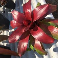 ราคา Neo Bob & Grace # สับปะรดสี#bromeliad# ต้นไม้สวยงาม# ไม้ประดับ# ตกแต่งบ้าน#bromeliad# ไม้ประดับ# ไม้มงคล# ขายถูก (6212376073)