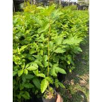 ราคา มะตูมซาอุ หรือมะตูมแขก (22730919229)