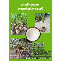 ราคา มะพร้าวแกง ต้นเตี้ย3-4ปีออกลูก (40164809299)