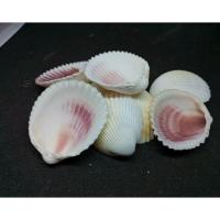 ราคา เปลือกหอย แครงเหลือง บ้านของน้องปูเสฉวน ตกแต่งตู้ปลา งาน DIY งานสะสม 100 กรัม (4944382277)