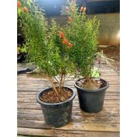 ราคา ต้นทับทิมแคระกระถางไม้มงคลปลูกหน้าบ้าน เสริมโชค (20133903979)