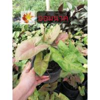 ราคา ต้นออมนาค​ ต้นแม่พันธุ์​ ออมนาค​ ต้นไม้​มงคล​ ออมนาค​ในกระถาง 5.5 นิ้ว ต้นใหญ่ฟอร์มใบสวย ส่งทั้งกระถาง (13049346163)