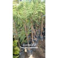 ราคา กิ่งทาบมะขามป้อมยักษ์อินเดีย ต้นส่งสูง80-90ซม. (25850423207)