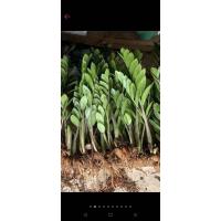 ราคา กวักมรกตเขียวไม้มงคลกวักเงินกวักทองไม้เรียกทรัพย์1ชุดมี3ต้น (25173006007)