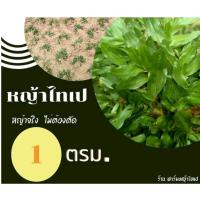 ราคา หญ้าไทเปคัดเกรด 1ตรม. (10164251247)