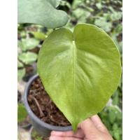 ราคา มอนสเตอร่าลุ้นด่าง เมล็ดมอนสเตอร่า อัตราการงอกสูง (5896997546)