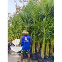 ราคา ต้นมะพร้าวน้ำหอม​ สูง​ 2​ เมตร​ (รวมส่ง)​ (23887456846)