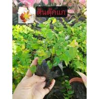 ราคา ต้นตีนตุ๊กแก​ ส่งพร้อมถุงดิน​ ต้นตีนตุ๊กแกเลื้อยเกาะเสากำแพงใบเล็กเลื้อยเร็ว​ (13152908053)