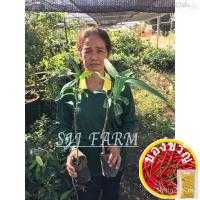 ราคา ต้นพร้อมลงปลูก ต้นพันธุ์มะม่วงพื้นบ้านโบราณแดงจักรพรรดิ แบบเสียบยอด โตไว ปีเดียวติดผล รากแน่นๆส่งพร้อมดินดอกไม้/อัญมณี/通 (21659646794)