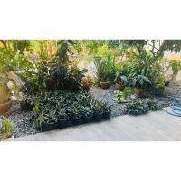 ราคา ว่านกาบหอยแครงพร้อมกระถาง (29924760040)