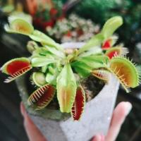 ราคา 100เมล็ด เมล็ดพันธุ์ กาบหอยแครง พืช​กิน​แมลง ​ กับดักงับแมลง ต้นไม้กินแมลง กาบหอยแครงฟันฉลาม (11111647073)