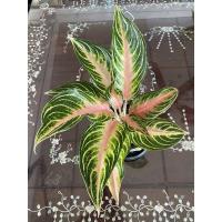 ราคา พิ้งค์ปานามา (Aglaonema pink panama) อโกลนีมา ไม้มงคล (15638020510)