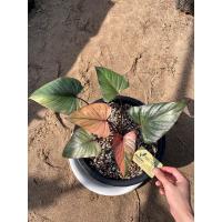 ราคา เสน่ห์จันทร์ดำด่างมิ้น (23466446154)