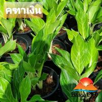 ราคา ต้นคฑาเงิน สวนเขาหมาก ไม้ใบ ไม้มงคล (8169706737)