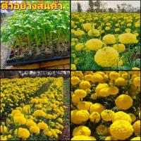 ราคา (vาย ต้น และ เมล็ดพันธุ์) ต้น ดอก เมล็ด ดอกดาวเรือง ดาวเรือง เมล็ดดาวเรือง / เกษตร ล่ำซำ (15844869159)