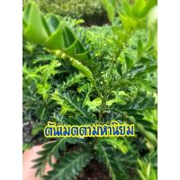 ราคา ต้นเมตตามหานิยม ไม้มงคล กระถาง6” (9589923857)