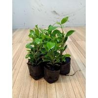 ราคา ไทรเกาหลี ถุงชำ2นิ้ว สูง20-25ซม.ต้นละ10บาท (4553014423)