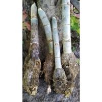 ราคา ไผ่ด้ามขวานไผ่ตันลำแข็งแรงขุดเหง้าสด (8074258879)