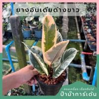 ราคา ยางอินเดียด่างขาว ต้นยางอินเดียด่างขาว มาในกระถางพร้อมตั้ง กระถาง 5 นิ้ว (6491521153)