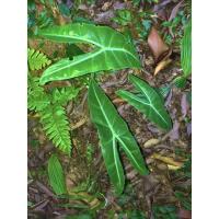 ราคา “ว่านพญาจงอาง”ว่านไทยโบราณปลูกไว้ริมบ้านกันงู กันสิ่งไม่ดีเข้าบ้าน(ส่งแบบตัดใบ) (7995485432)