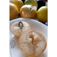 ราคา ต้นอะบิว เอบิว ผลไม้หายาก มีพร้อมส่ง มีจำกัด เก็บปลายทางได้ (12948590641)