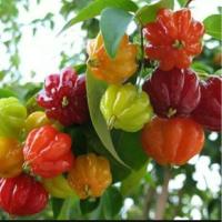 ราคา มะยมแดง”หรือ”มะยมฝรั่ง”(เชอร์รี่สเปน) “surinam cherry” ต้นไม้มงคล (9785115150)
