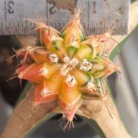 ราคา yellow tiger ไม้กราฟ แคคตัส กระบองเพชร ยิมโนด่าง เสือเหลืง เยลโล่ไทเกอร์ ytg (9512142641)