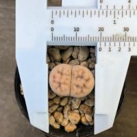 ราคา Lithop ไลทอป ขนาด 1.9 cm (7715897160)