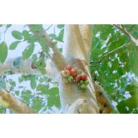 ราคา ต้นพันธุ์เพาะเมล็ด มะเดื่อไทย มะเดื่อป่า มะเดื่ออุทุมพร เพาะเมล็ด ต้นละ 59 บาท พร้อมปลูกในถุงดำ (24674042738)