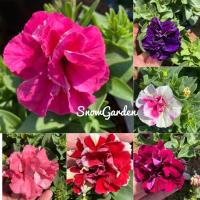 ราคา ต้นพิทูเนีย✨(ดอกซ้อนพันธุ์ใหม่) พิทูเนีย ดอกใหญ่ กระถาง8นิ้ว ส่งติดดอก (7868412521)